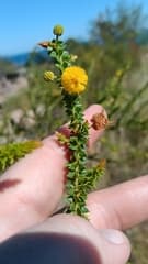 Kangaroo Thorn (Acacia deltoidea)