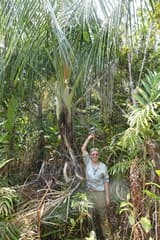 Majesty Palm (Ravenea)