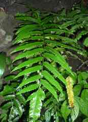 Bolbitis quoyana (Bolbitis quoyana)