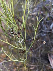 Continuous wattle (Acacia continua)