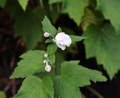Japanese Anemone (Eriocapitella japonica)
