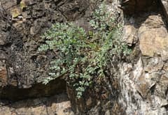 Spignel (Athamanta)