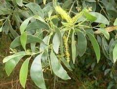 Wetare acacia (Acacia wetarensis)