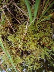 Blandow's Moss (Helodium blandowii)