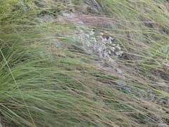 Eastern sandbur (Cenchrus orientalis)