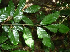 Forest Aglaia (Aglaia silvestris)