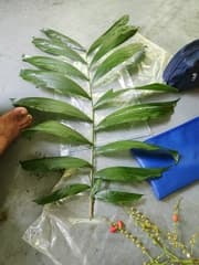 Fiji Thatch Palm (Balaka tahitensis)
