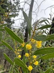 Spring Wattle (Acacia amoena)