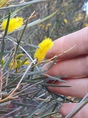 MacDonnell Range Wattle (Acacia macdonnellensis)