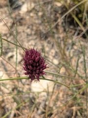 Wild Garlic (Allium tenuiflorum)