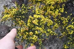 Golden heads wattle (Acacia chrysocephala)
