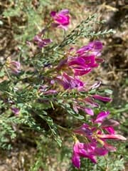 Subspiny Eversmannia (Eversmannia subspinosa)