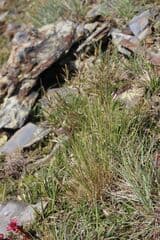Prairie grass (Bellardiochloa)