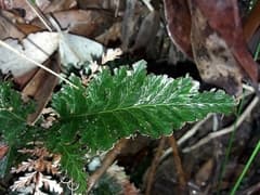 Toothed Crestfern (Abrodictyum dentatum)