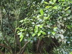 Brush Cherry (Gossia)