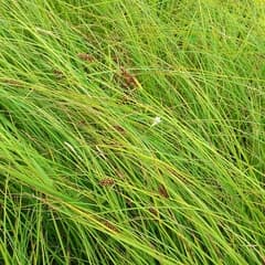 Black Spike Sedge (Carex melanostachya)