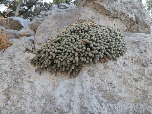 Peanut Cactus (Echinopsis chamaecereus)