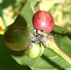 Congo coffee (Coffea dewevrei)