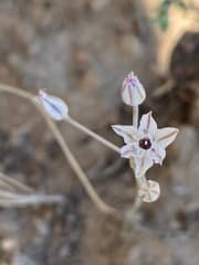 Borszczow's garlic (Allium borszczowii)