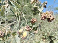 Achbur rose (Rosa achburensis)
