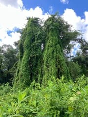 Old world climbing fern (Lygodium microphyllum)