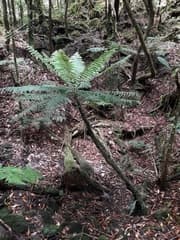 Hawaiian fern (Leptopteris wilkesiana)
