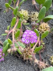 Shortflower Sand Verbena (Abronia breviflora)