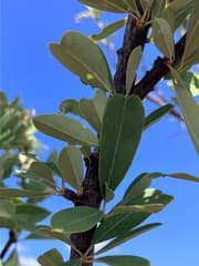 Shepherd's Tree (Boscia angustifolia)