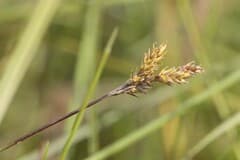 Early Sedge (Carex praecox)