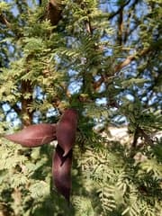 Espino (Acacia cavenia)