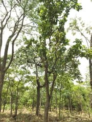 Handkerchief tree (Dolichandrone atrovirens)