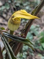 Yellow Cobra Lily (Arisaema flavum)