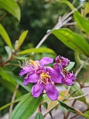 Malabar Melastoma (Melastoma malabathricum)