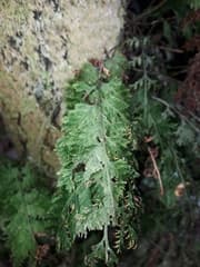 Golden scaled fern (Abrodictyum flavofuscum)