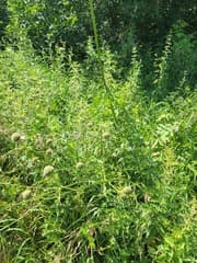 Giant Cephalaria (Cephalaria gigantea)
