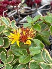 Aizoopsis florifera (Aizopsis florifera)