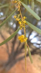 Gidgee (Acacia cambagei)