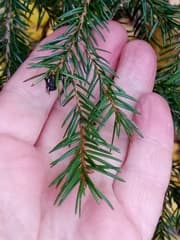 European Silver Fir (Abies pectinata)