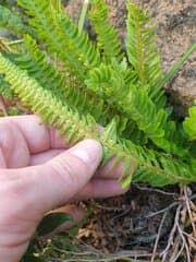 Northern Holly Fern (Polystichum lonchitis)