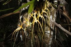 Orchid (Brassia caudata)