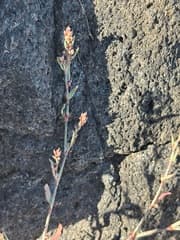Silver-sheathed Knotweed (Polygonum argyrocoleon)