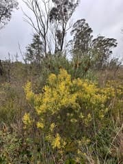 Acacia meiantha (Acacia meiantha)