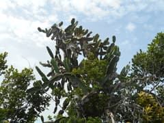 Cereus (Dendrocereus)
