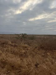 Whistling Thorn (Acacia drepanolobium)