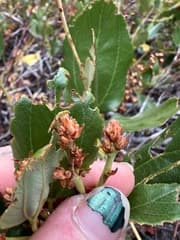 California Lilac (Ceanothus)