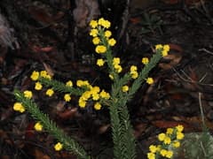 Gordon's Wattle (Acacia gordonii)