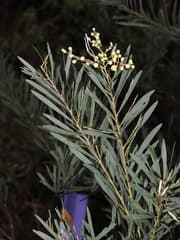Flockton's Wattle (Acacia flocktoniae)