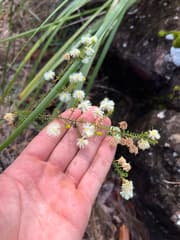 Broom Wattle (Acacia brunioides)