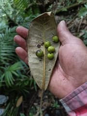 Giant Leaf Fig (Ficus maxima)