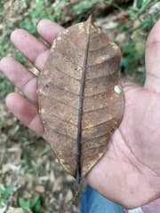 Ficus superba (Ficus guianensis)